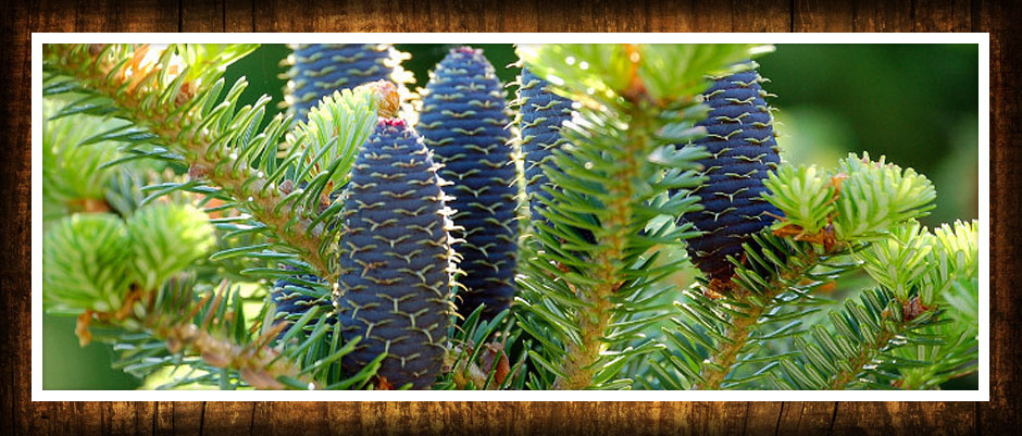Árboles arbustos de coníferas caducifolios enredaderas funkie vivero de plantas en Polonia
