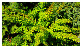 Árboles arbustos de coníferas caducifolios enredaderas funkie vivero de plantas en Polonia